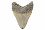 Serrated, Fossil Megalodon Tooth - North Carolina #201930-2